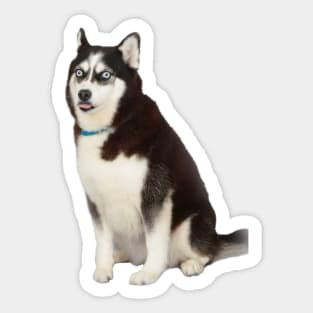 Husky meme Sticker